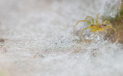 Close-up of spider crouching on web covered with dew drops