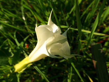 Close-up of white day lily blooming outdoors