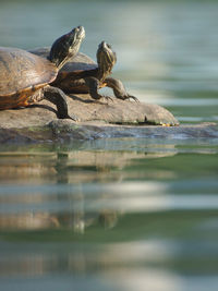 Turtles on rock by lake