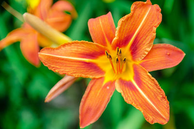 Close-up of orange day lily