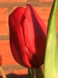 Close-up of red flower