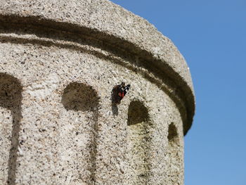 Low angle view of insect on wall against clear blue sky