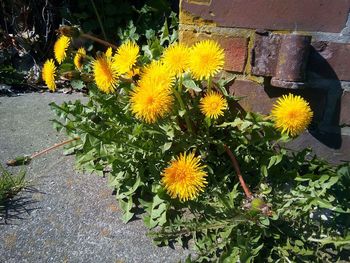 High angle view of yellow flowering plant in yard