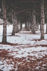 Bare trees in forest during winter