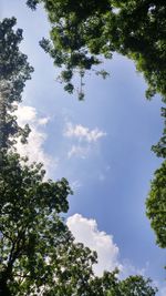 Low angle view of trees against sky