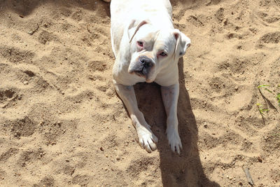 High angle view of dog on beach