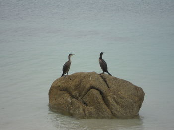 Birds perching on rock by sea