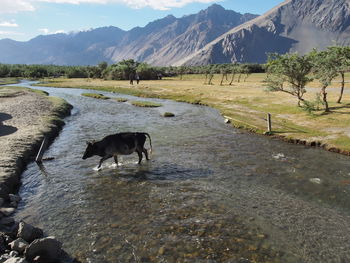 View of a horse on mountain landscape