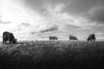 Flock of sheep grazing in field