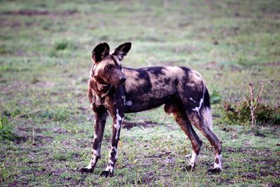 Horse standing in a field