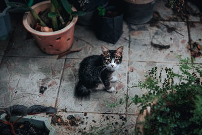 High angle portrait of cat sitting on tiled floor