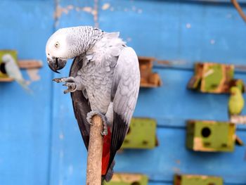 Close-up of parrot perching metal