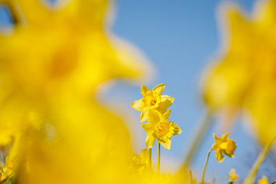 Close-up of yellow flowering plant on field