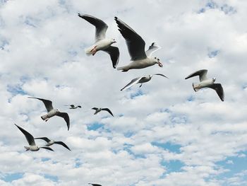 Low angle view of seagulls flying