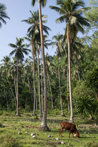 View of a coconut palm trees