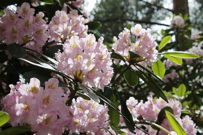 Close-up of pink flowers blooming on tree