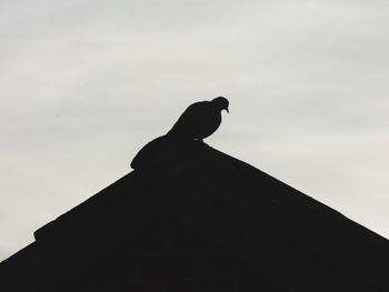 Low angle view of silhouette bird perching against sky