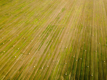 Scenic view of agricultural field