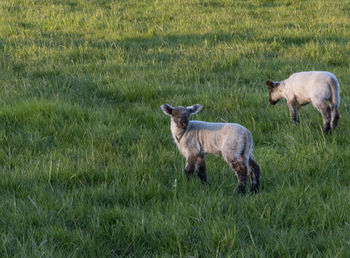 Sheep with their lambs on a beautiful spring day in the pasture in bünde, east westphalia.