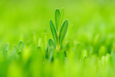 Close-up of wet grass on field