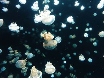 Close-up of jellyfish swimming in water