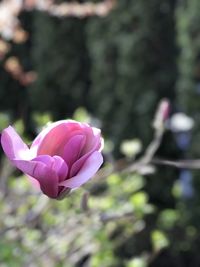 Close-up of pink tulip