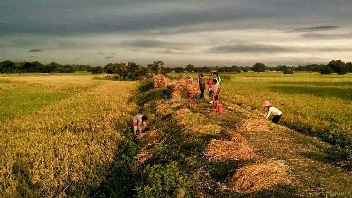 grass, men, lifestyles, sky, leisure activity, field, landscape, cloud - sky, person, large group of people, green color, togetherness, nature, grassy, rural scene, tranquil scene, tree, growth