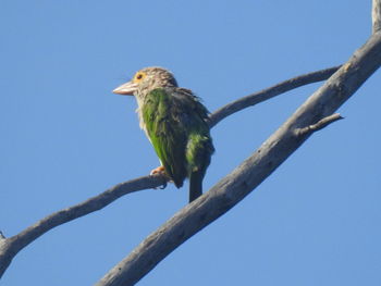 Bird perching on a tree