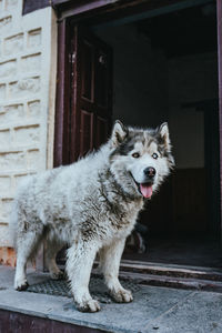 Side view of dog standing on footpath