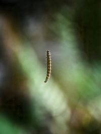 Close-up of plant against blurred background