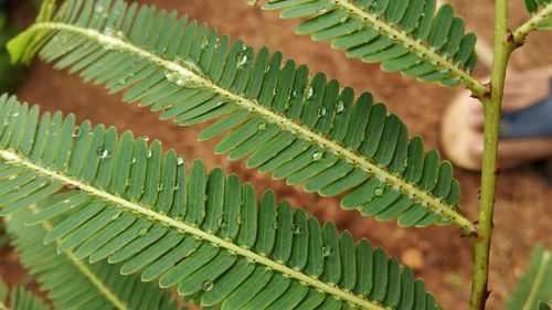 Plants and rain deadly combination