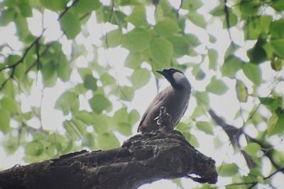 Low angle view of bird perching on branch