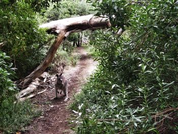 Dog walking on footpath