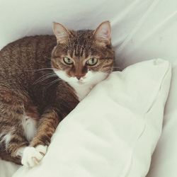 Portrait of a cat lying on bed