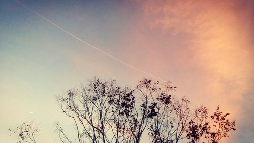 Low angle view of silhouette tree against sky at sunset