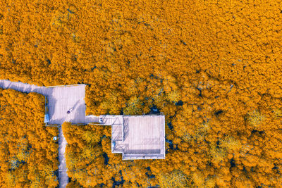 Clothes drying on yellow flowers