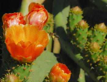 Close-up of prickly pear cactus