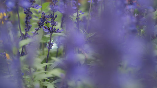 Close-up of purple flowering plants