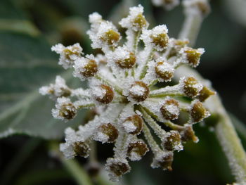 Close-up of frozen plant