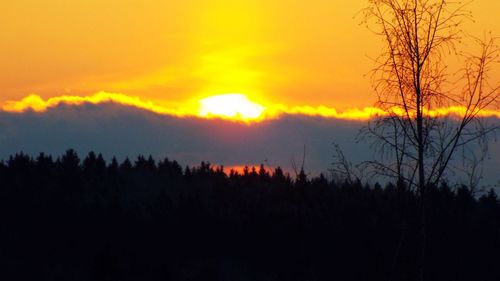 Silhouette of trees at sunset