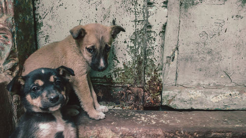 Portrait of puppies sitting against door