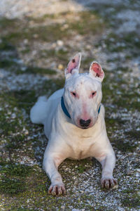 Portrait of dog standing outdoors