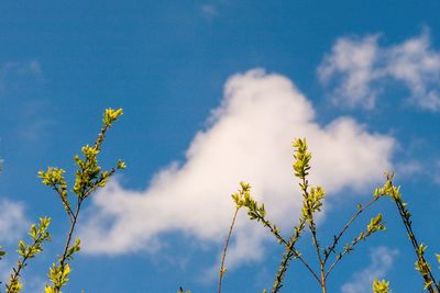 Low angle view of flowering plant against blue sky