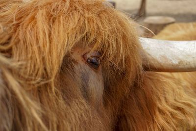 Close-up of a horse