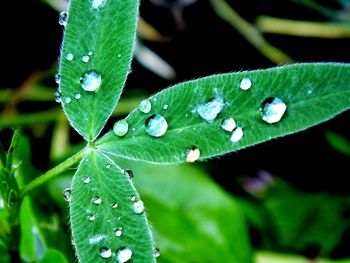 Close-up of wet insect on plant