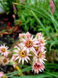 High angle view of flowering plant