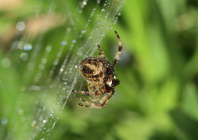 Close-up of spider on web