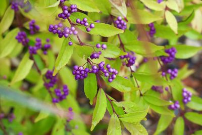 Close-up of purple flowers