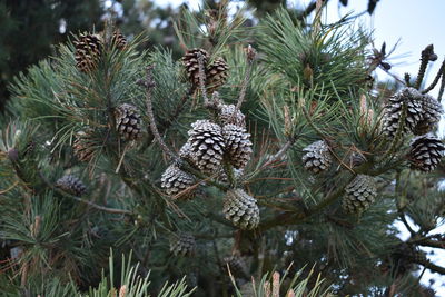 Pine cones on tree