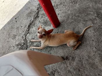 High angle view of dogs on car in city